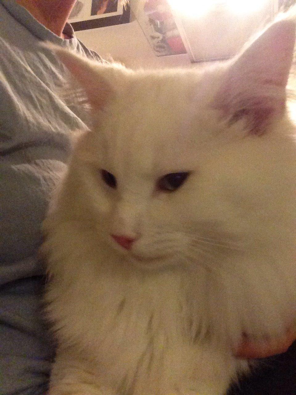 Norsk Skovkat Tripping  billede 2