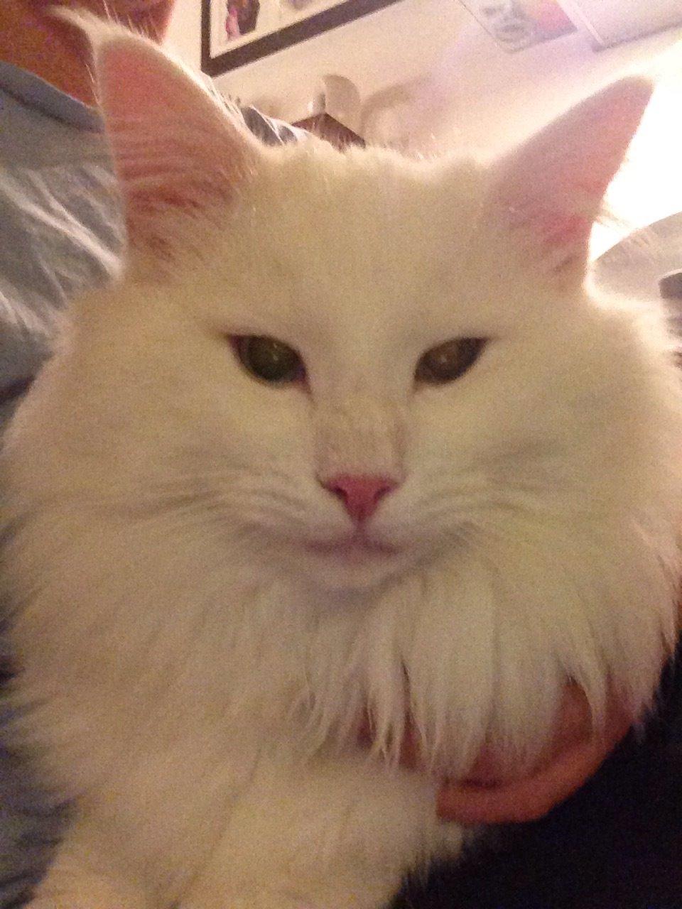 Norsk Skovkat Tripping  billede 3