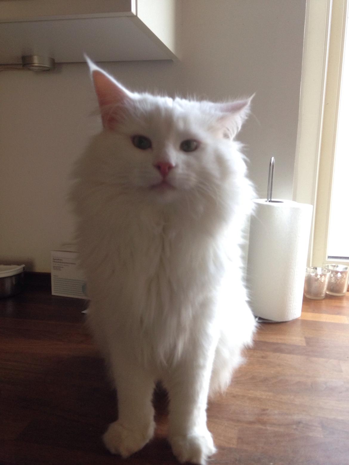 Norsk Skovkat Tripping  billede 4