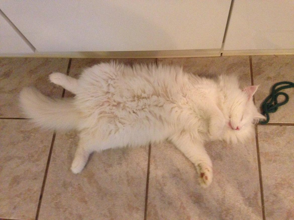 Norsk Skovkat Tripping  billede 5