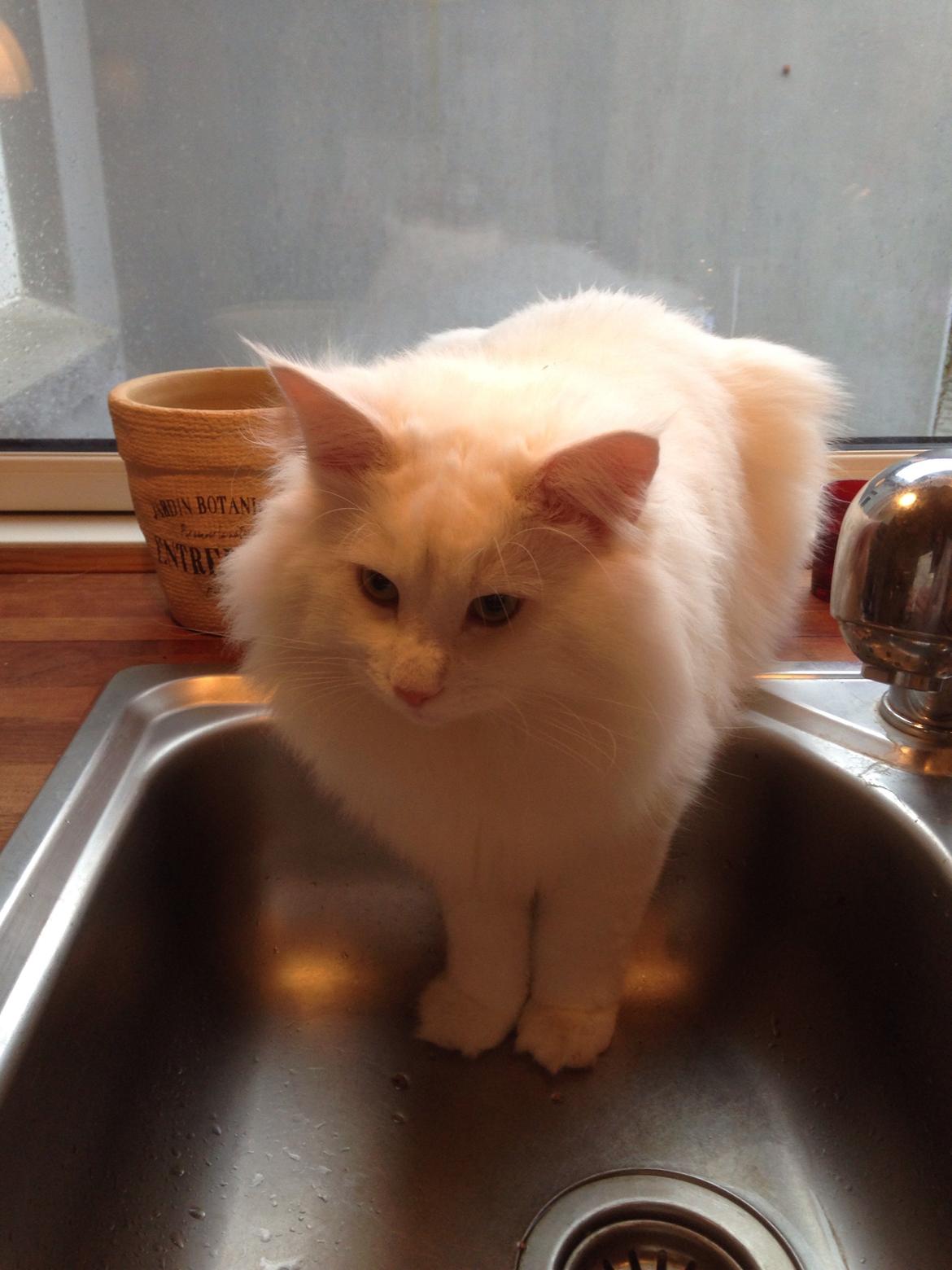 Norsk Skovkat Tripping  billede 6