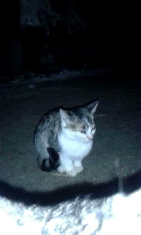 Huskat Smilla - Der gik en kat ind foran  billede 2