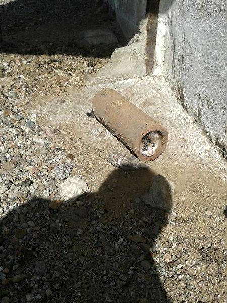 Huskat Smilla - Hvad laver du der??? billede 3