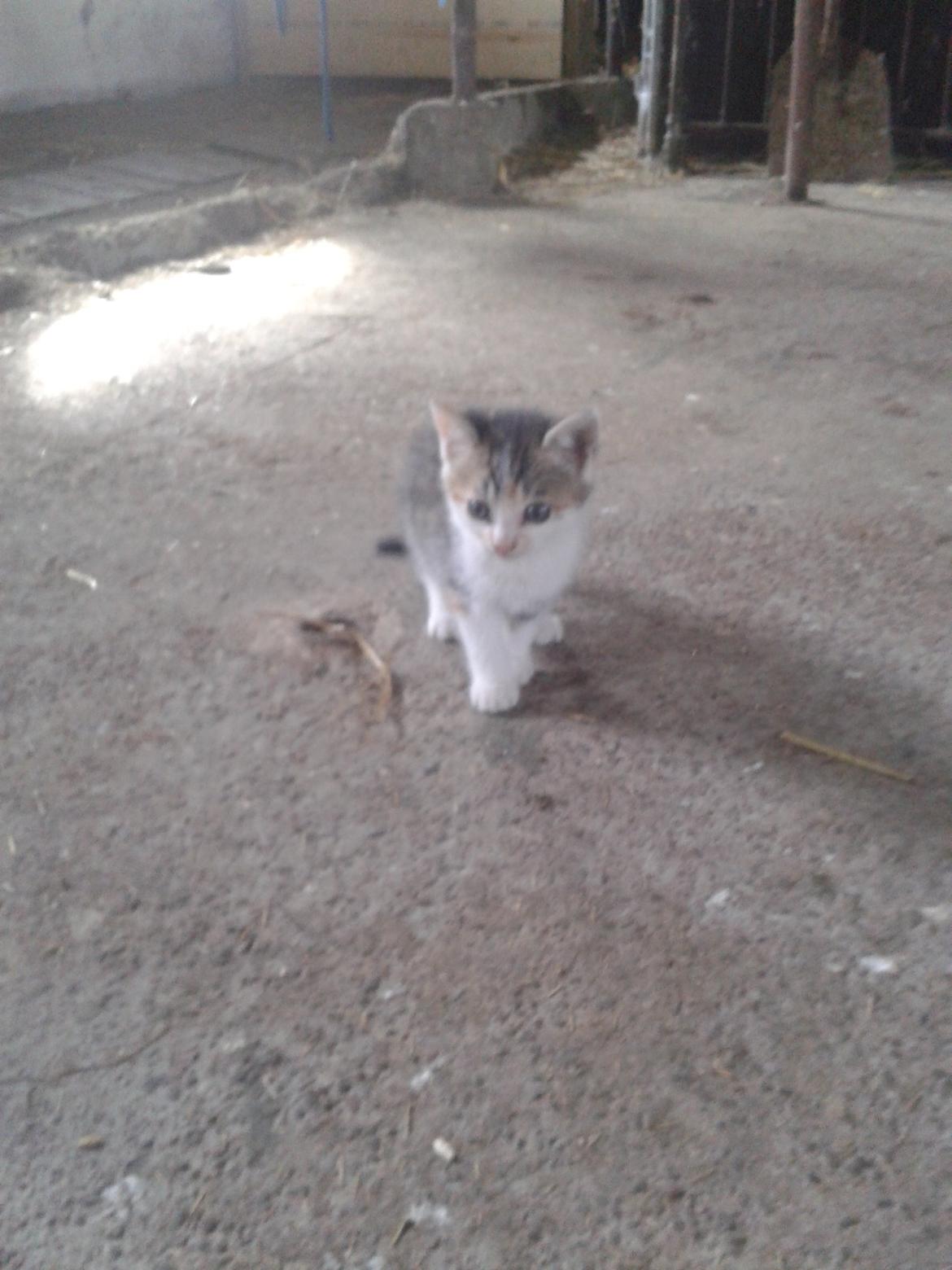 Huskat Smilla - Velkommen til Smillas galleri  billede 1