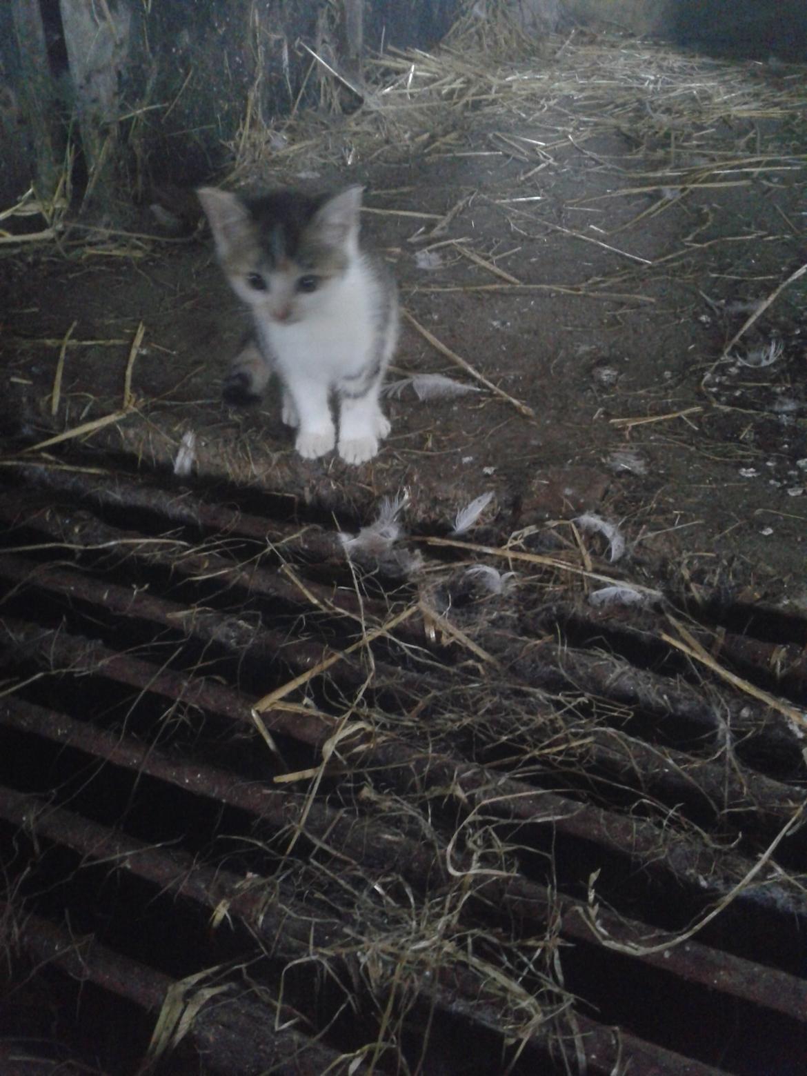 Huskat Smilla billede 4