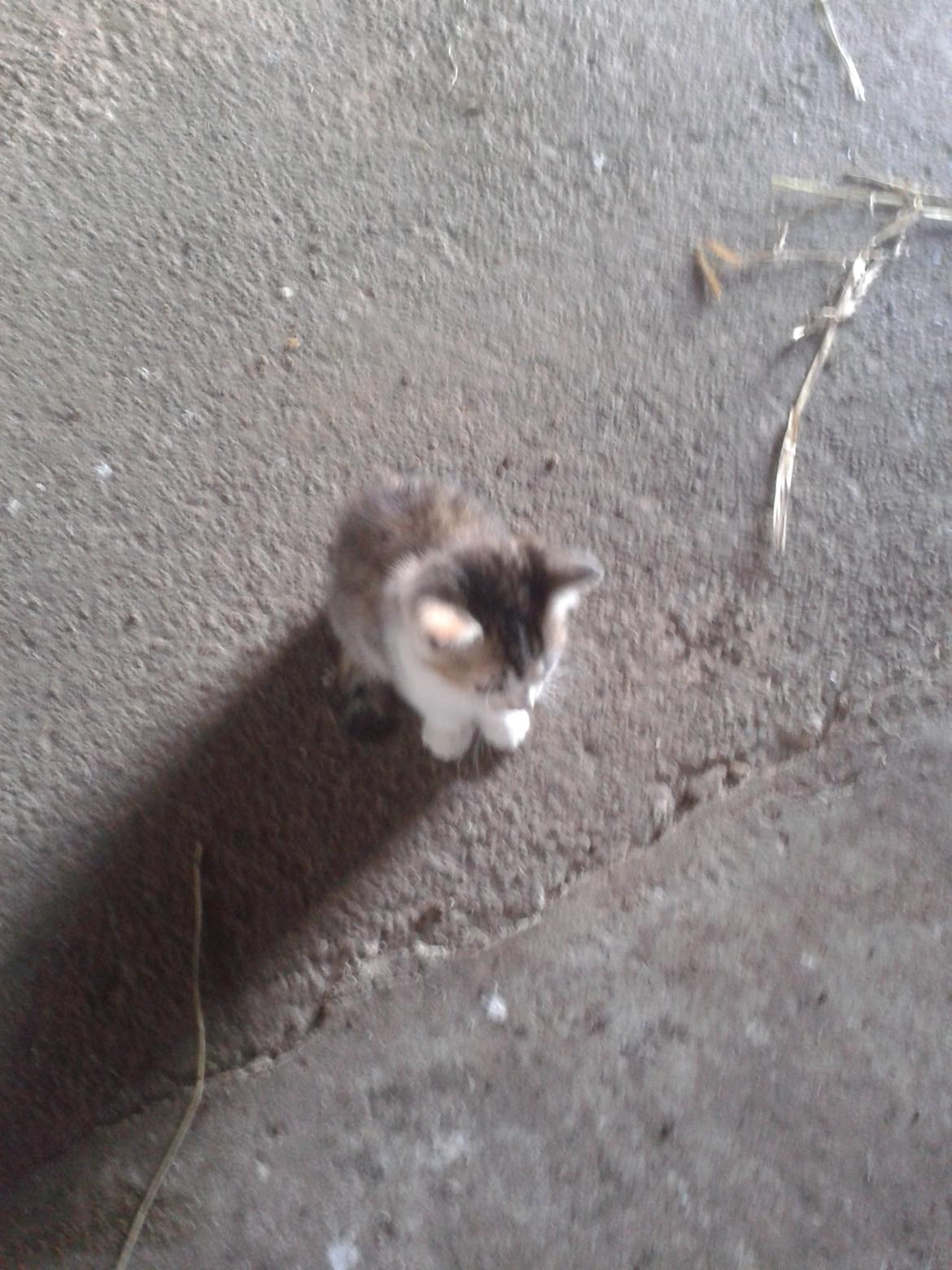 Huskat Smilla billede 5