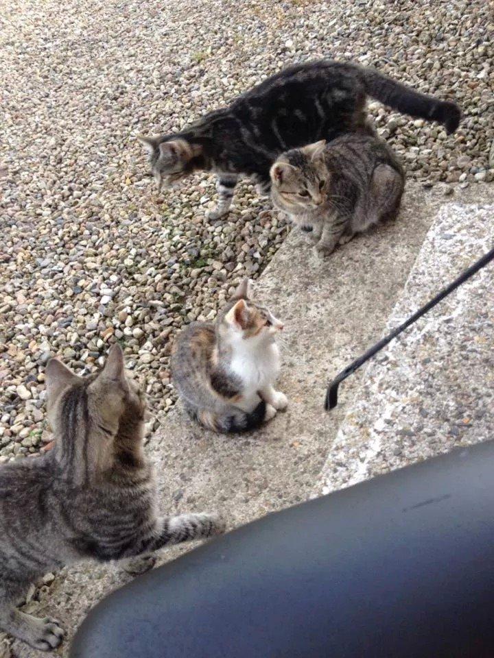 Huskat Smilla - Leger sammen med de andre  billede 6