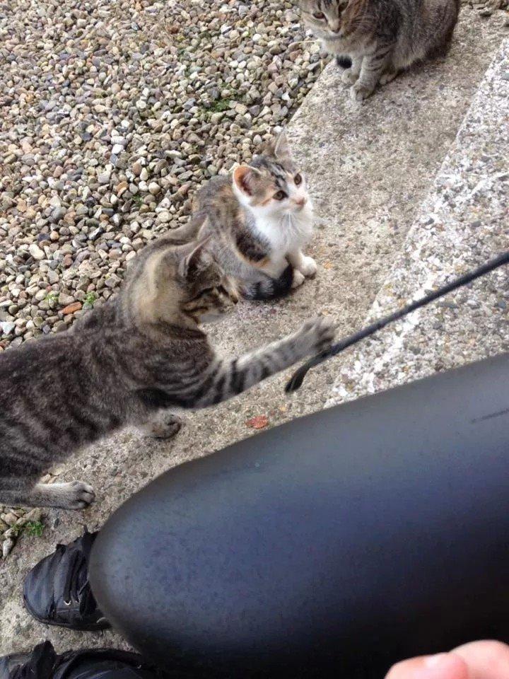 Huskat Smilla billede 7