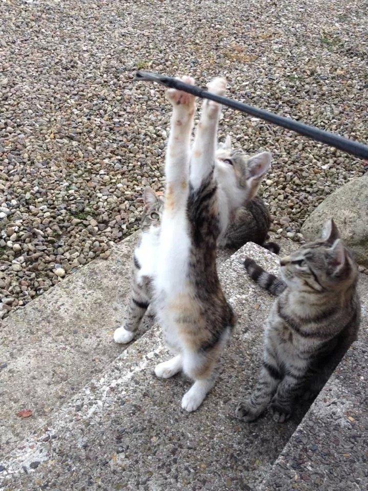 Huskat Smilla - Du kan blive lang billede 8