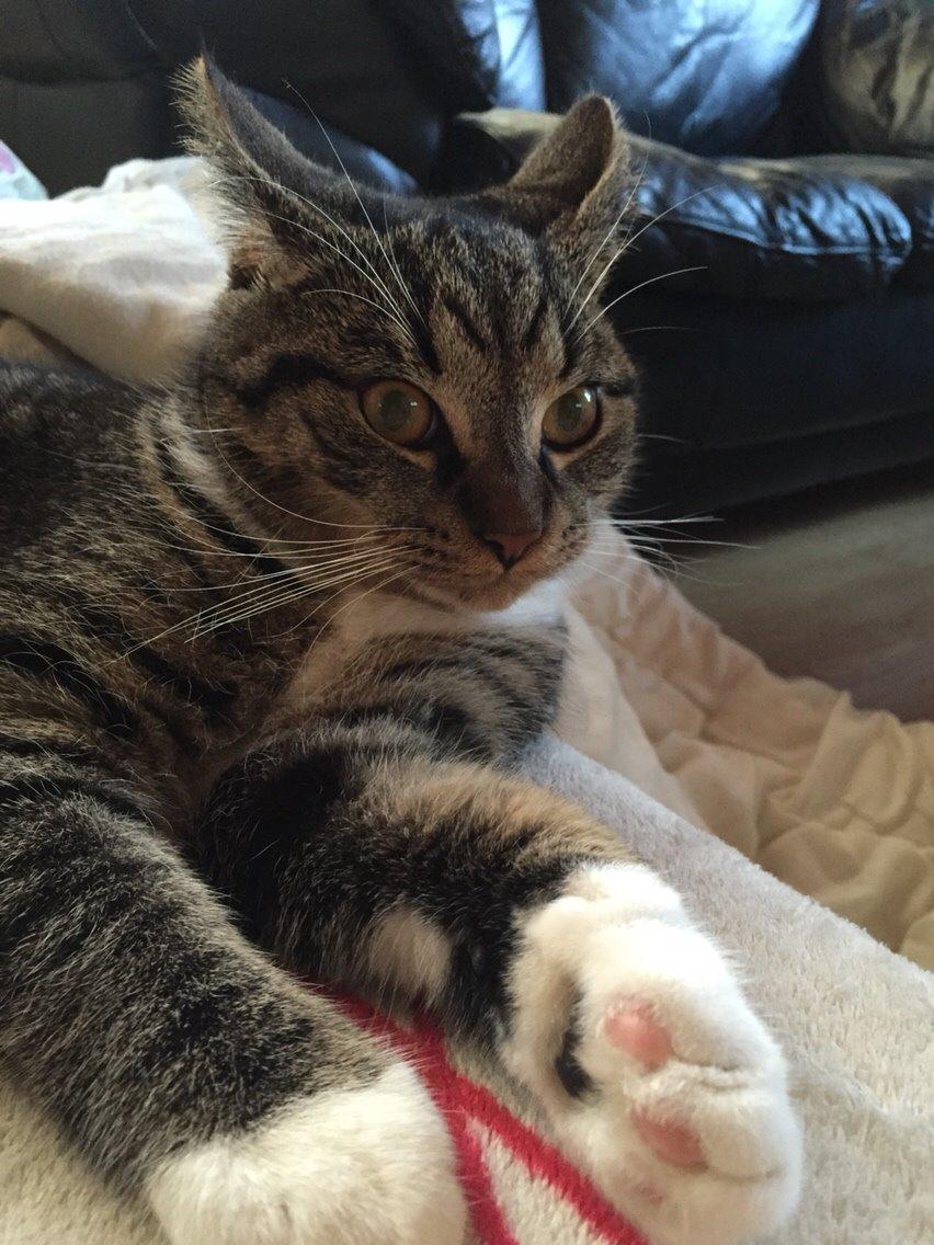 Huskat Tonser billede 36