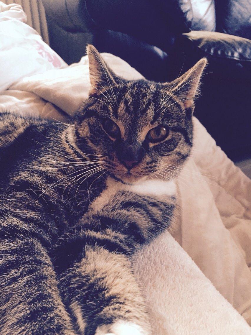 Huskat Tonser billede 35