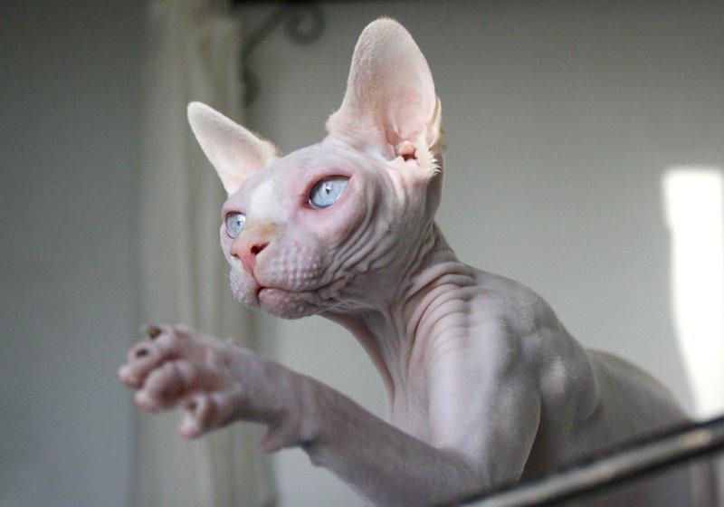 Sphynx Magnus Anat Her*PL - "Gustav" billede 2