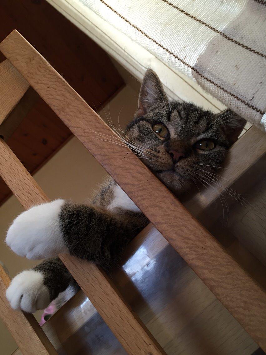 Huskat Tonser billede 38