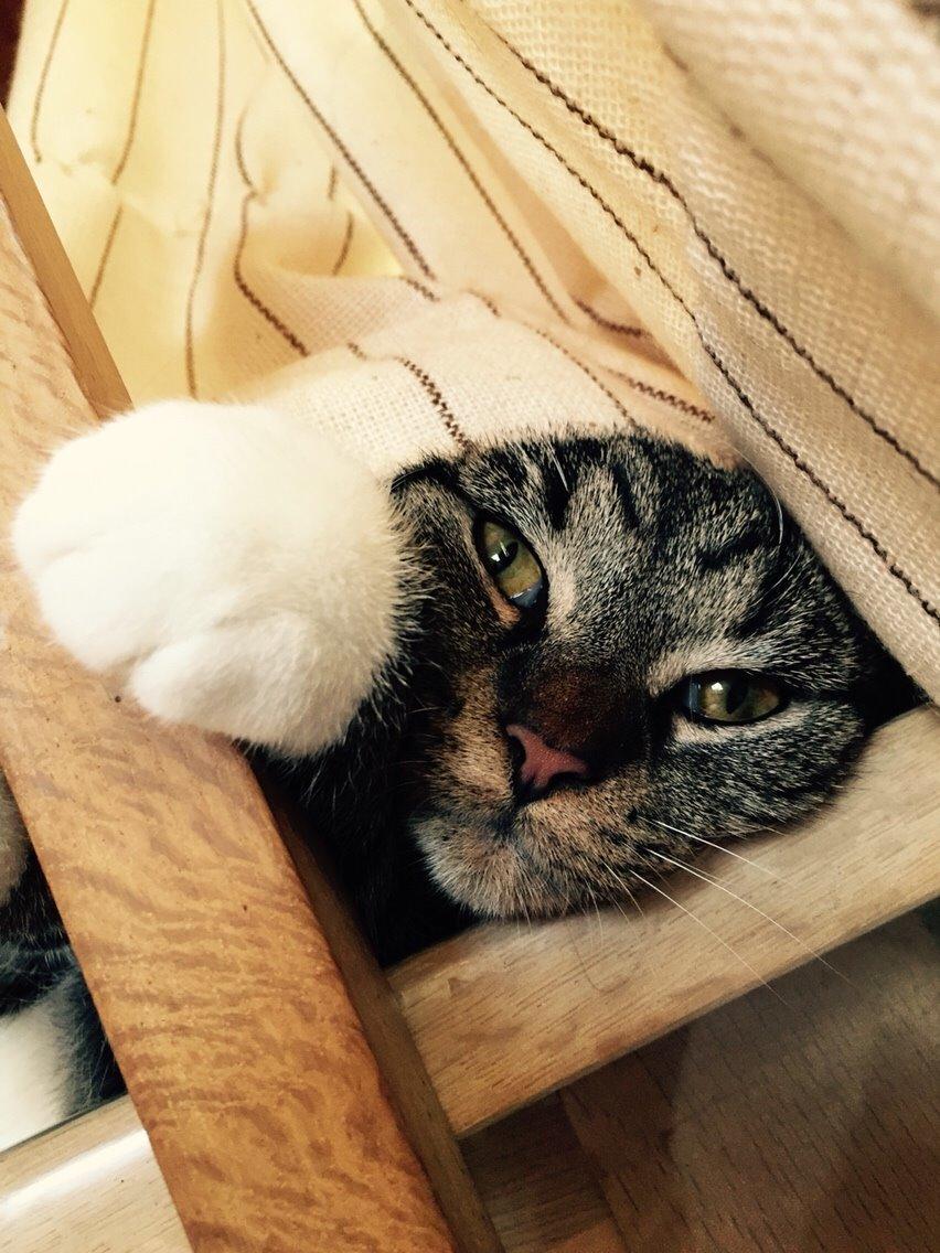 Huskat Tonser billede 37