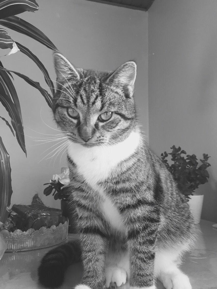 Huskat Tonser billede 40