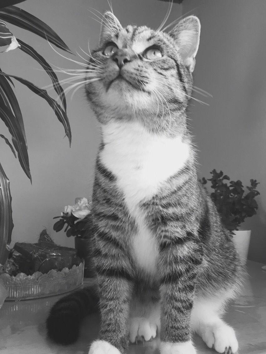 Huskat Tonser billede 39