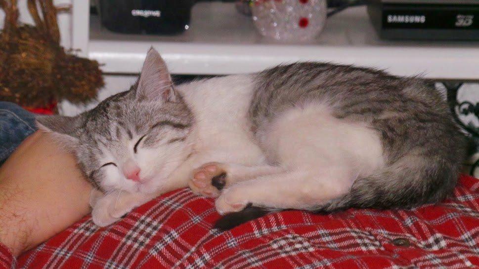 Blanding af racer Felix billede 39