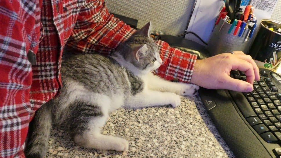 Blanding af racer Felix billede 14