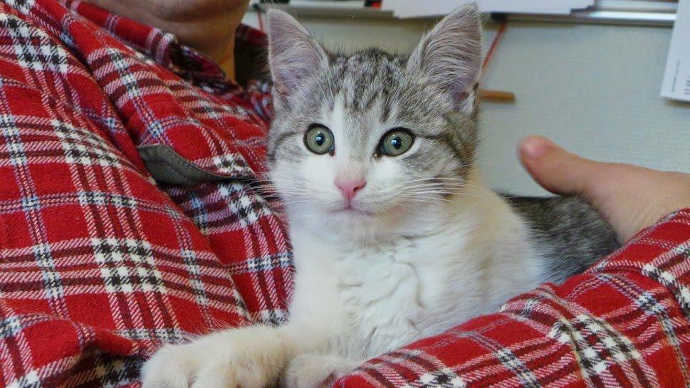 Blanding af racer Felix billede 9