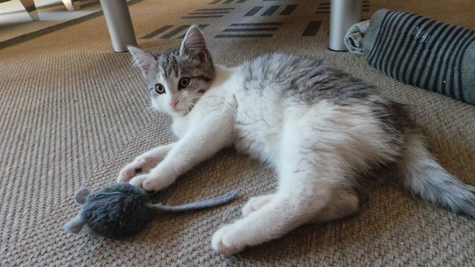 Blanding af racer Felix billede 38