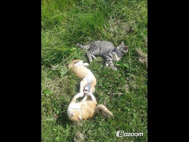 Huskat Garfield - Sammen med Red og Tayson  billede 7