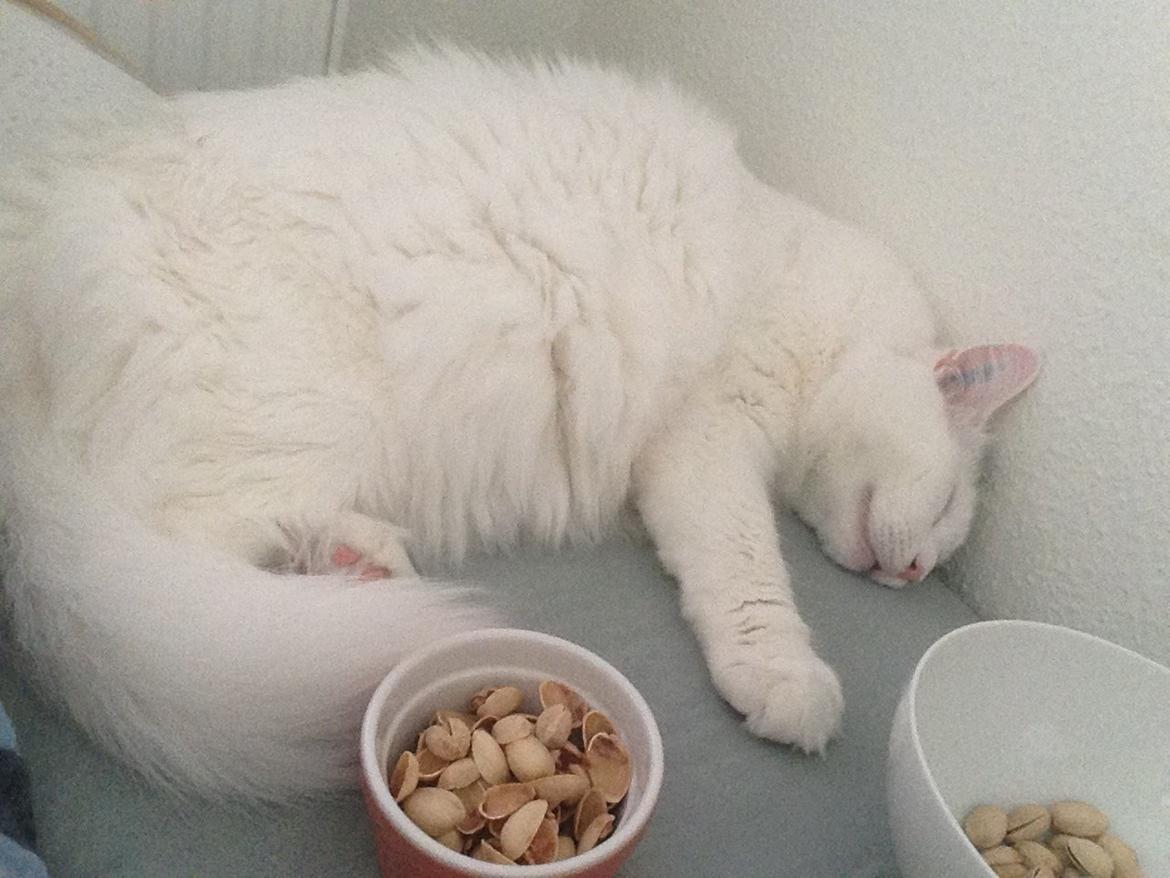 Maine Coon Lui billede 1