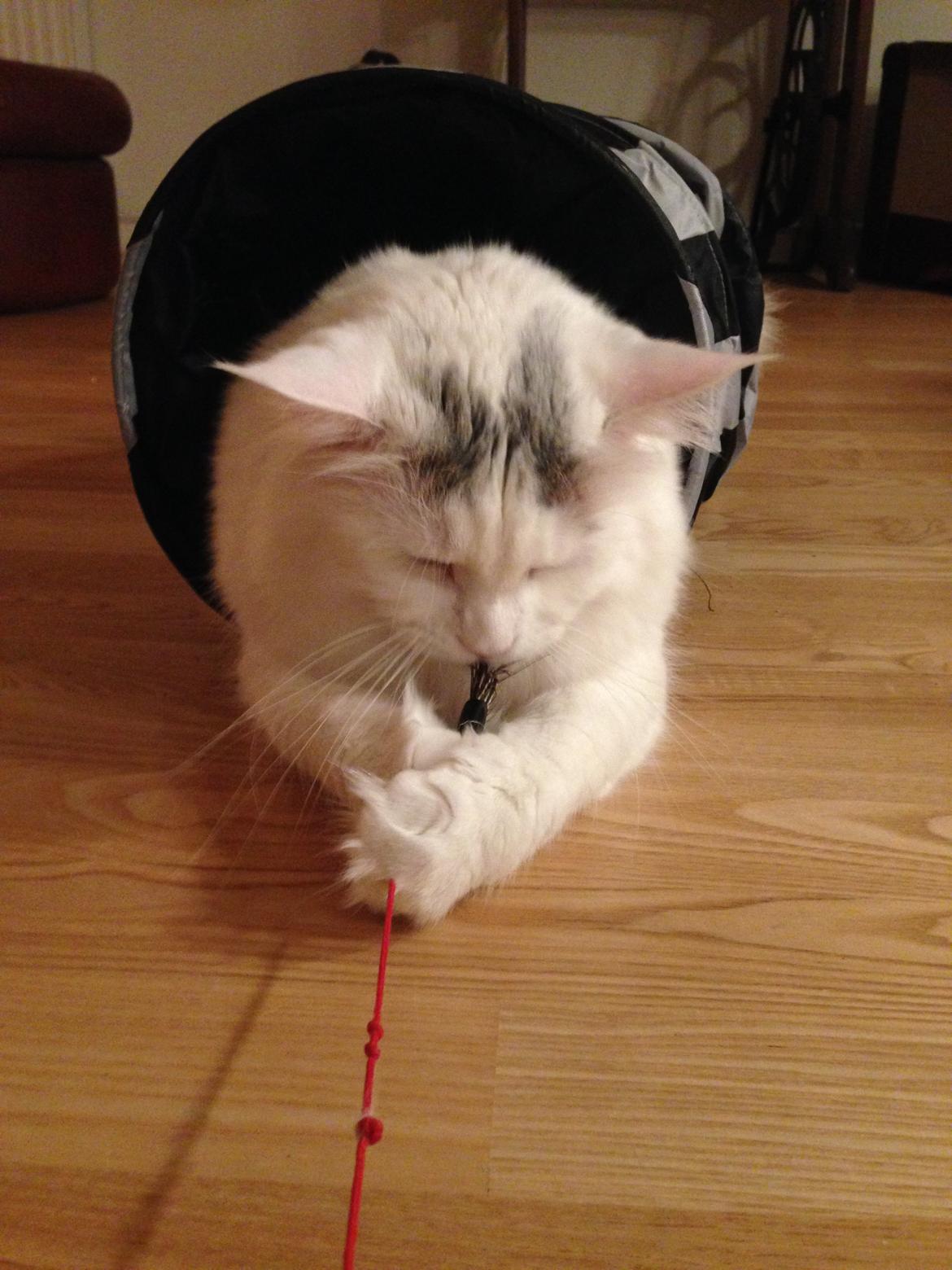 Maine Coon Lui billede 2