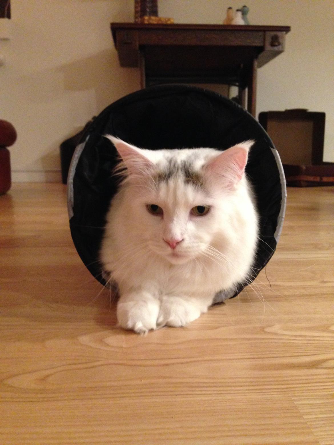 Maine Coon Lui billede 3