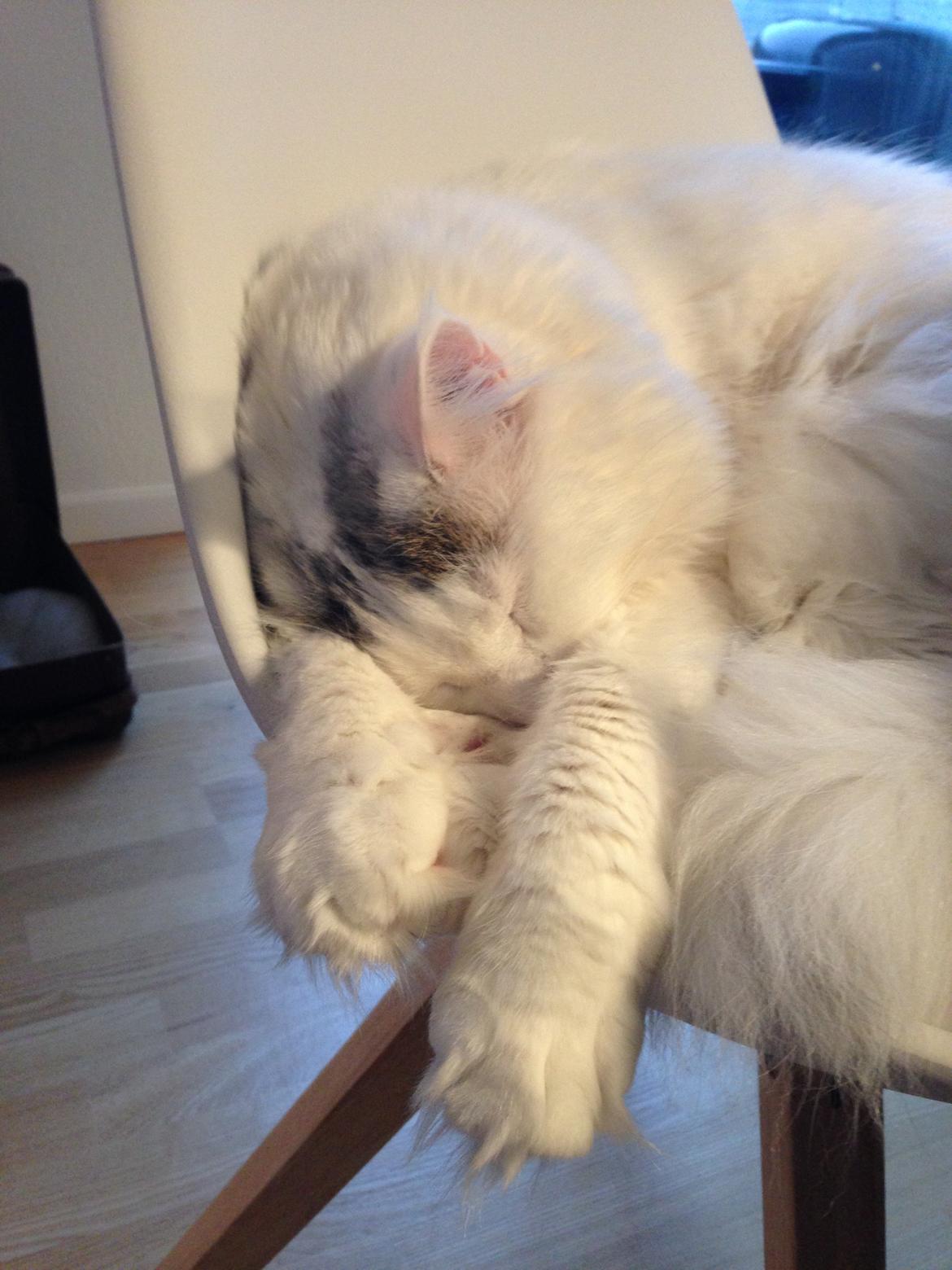 Maine Coon Lui billede 4