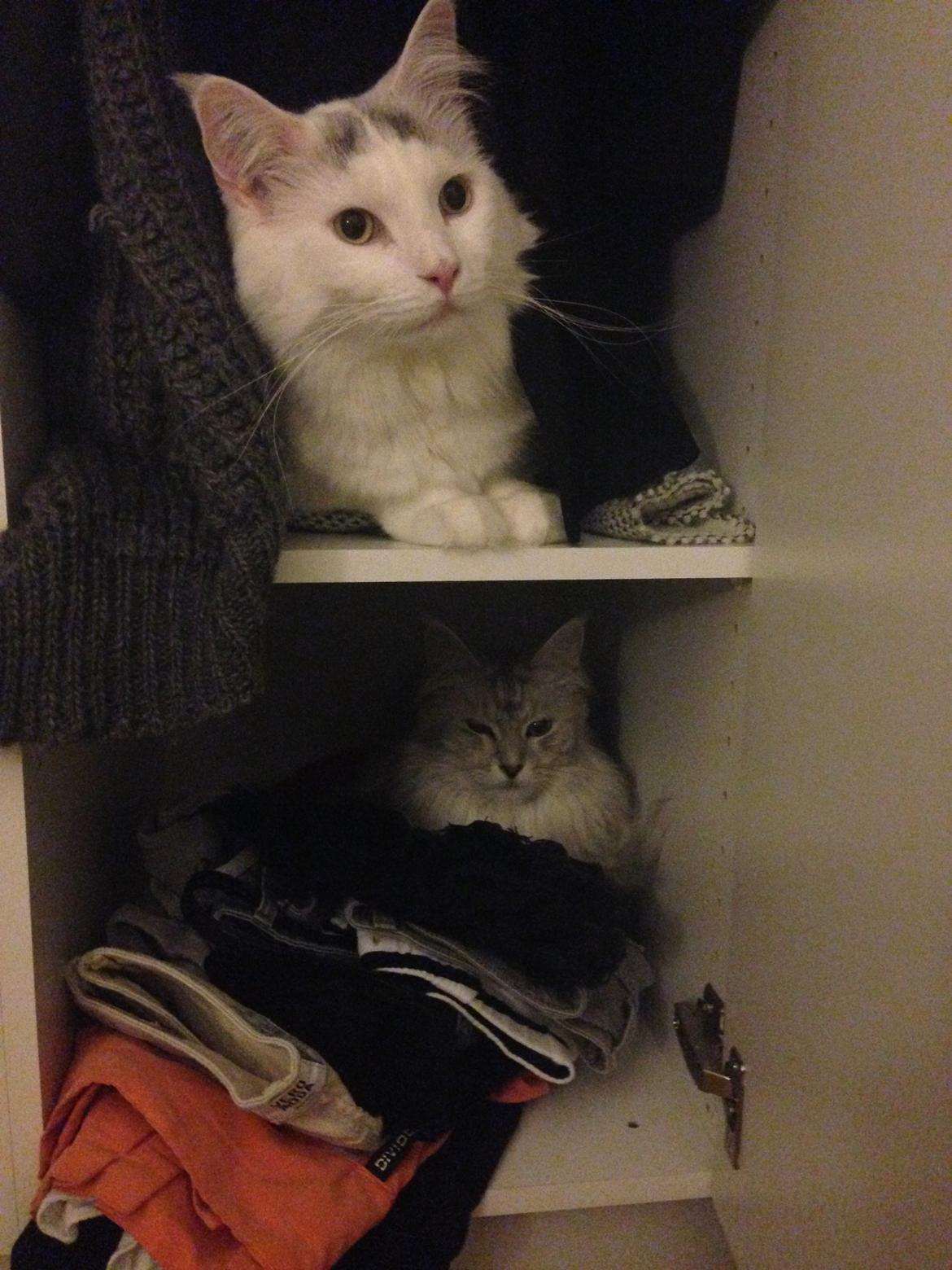 Maine Coon Lui billede 5