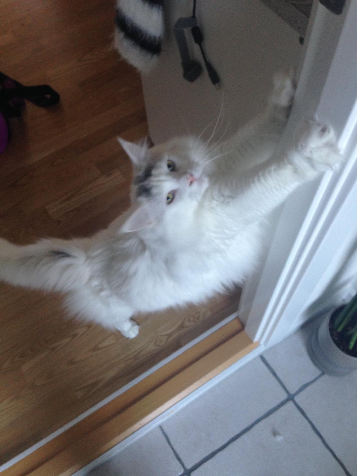 Maine Coon Lui billede 6