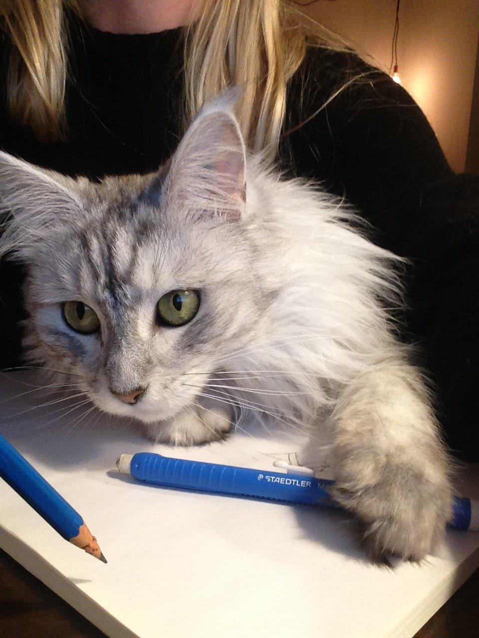 Maine Coon Sille billede 1