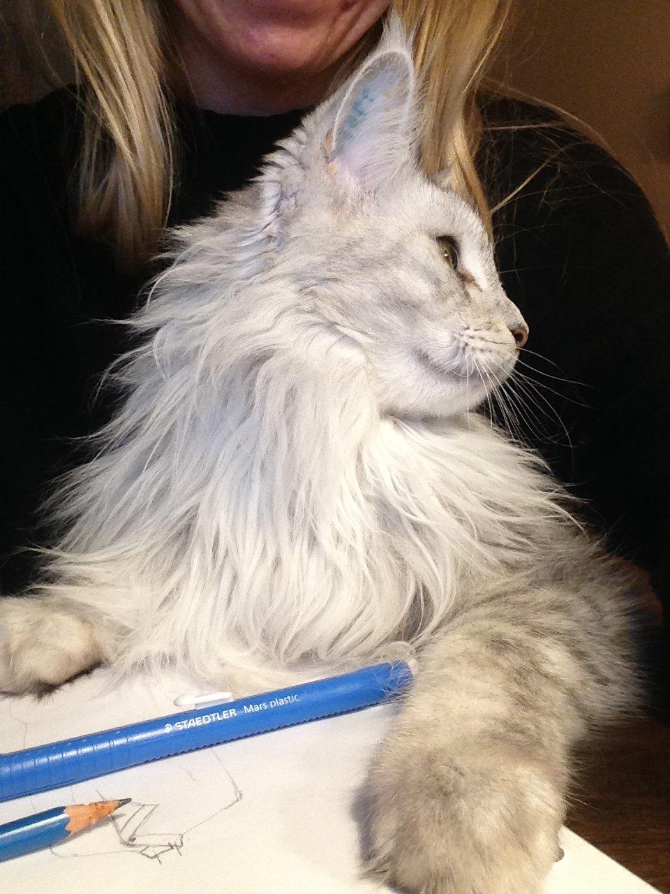 Maine Coon Sille billede 2