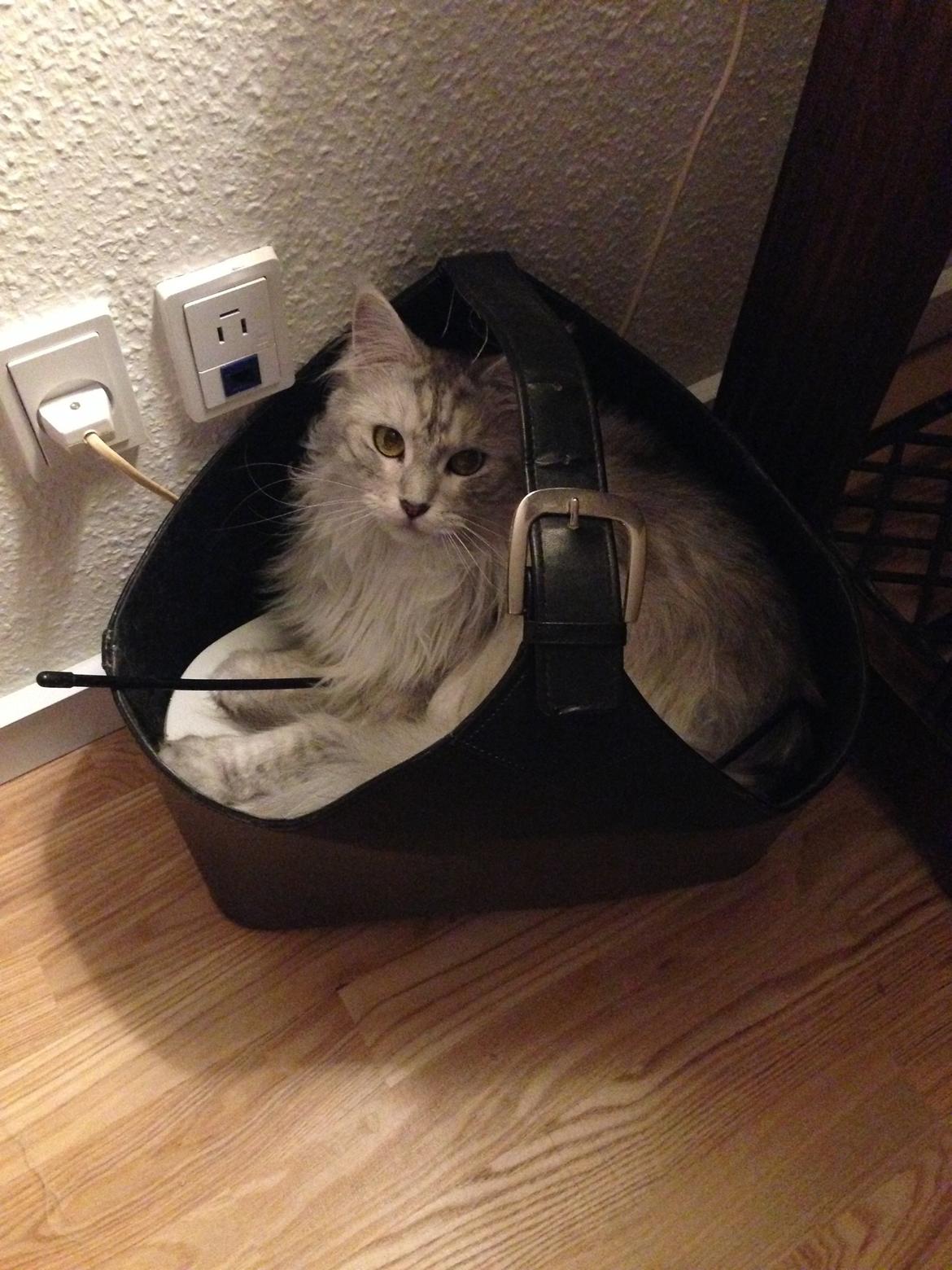 Maine Coon Sille billede 3