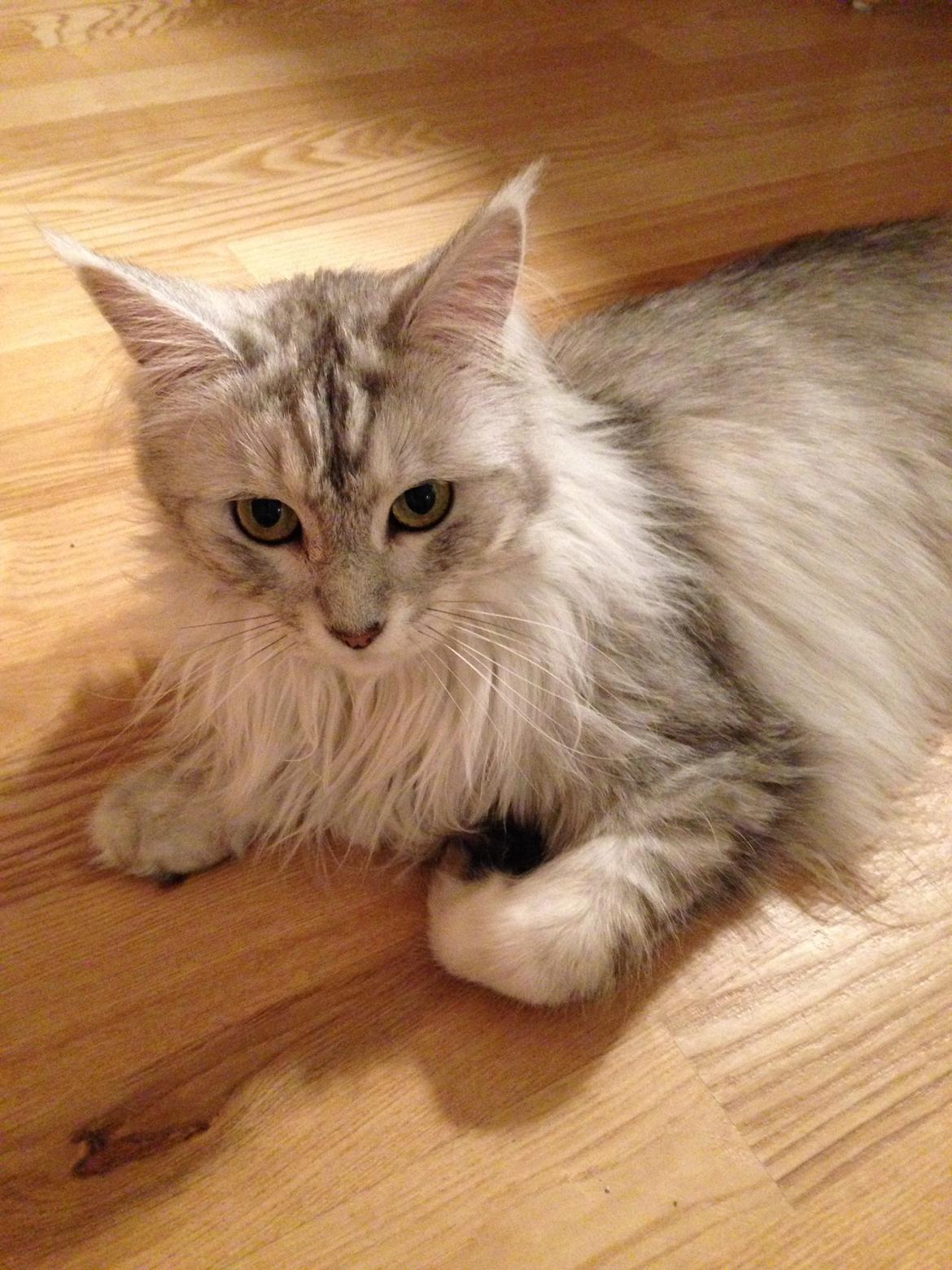 Maine Coon Sille billede 4