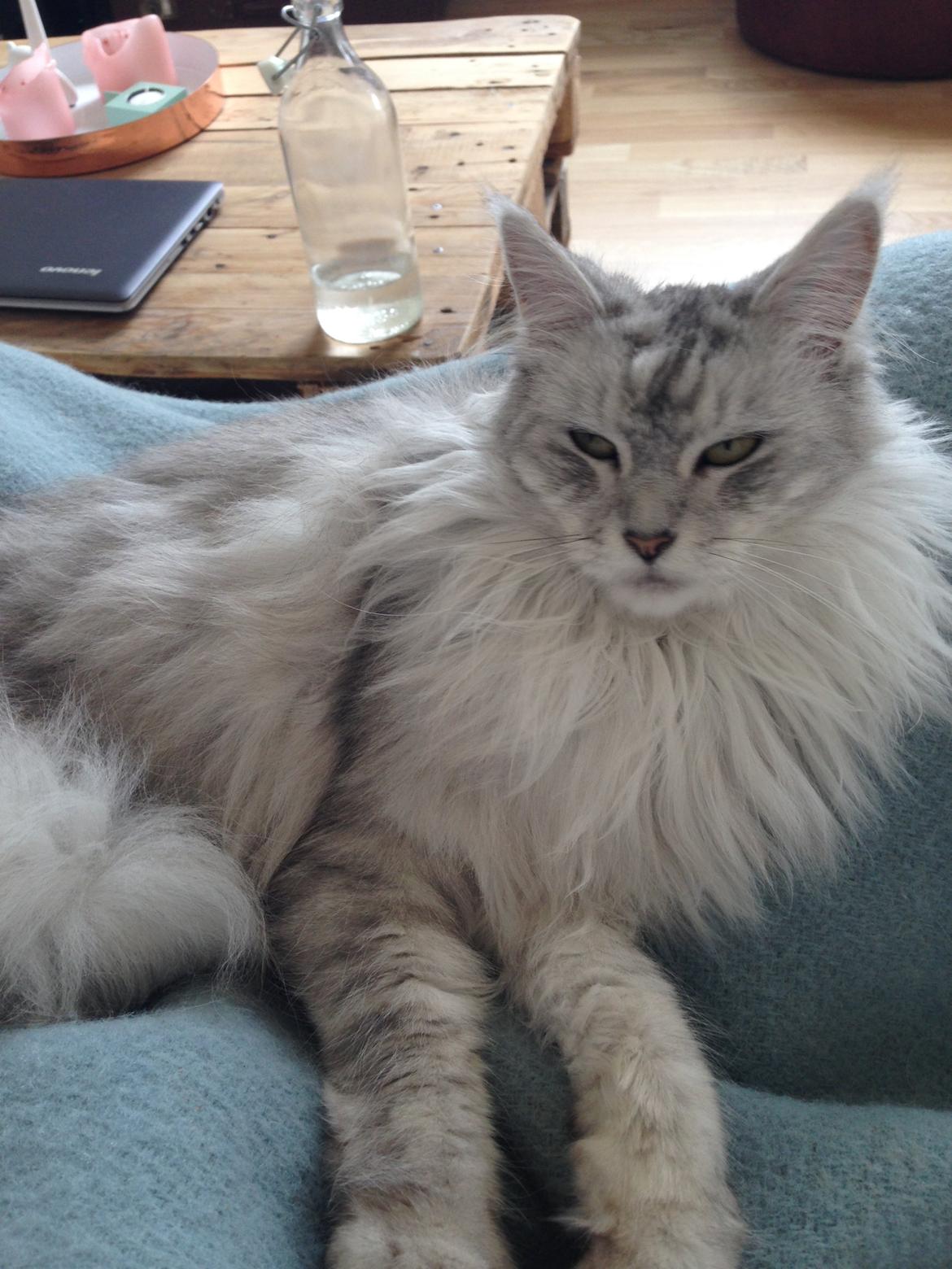 Maine Coon Sille billede 5
