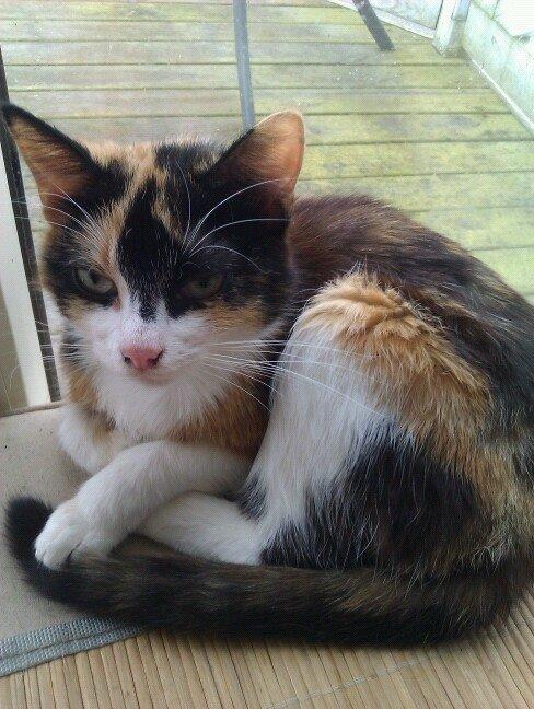 Blanding af racer Floffi billede 1