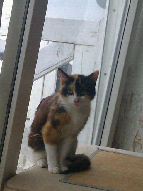 Blanding af racer Floffi billede 2