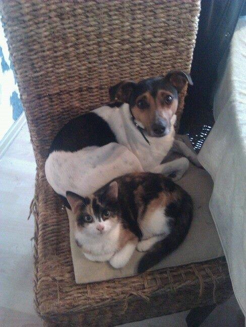 Blanding af racer Floffi billede 3