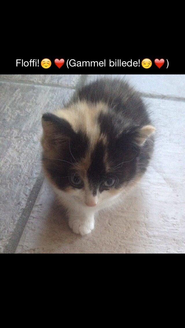 Blanding af racer Floffi billede 4