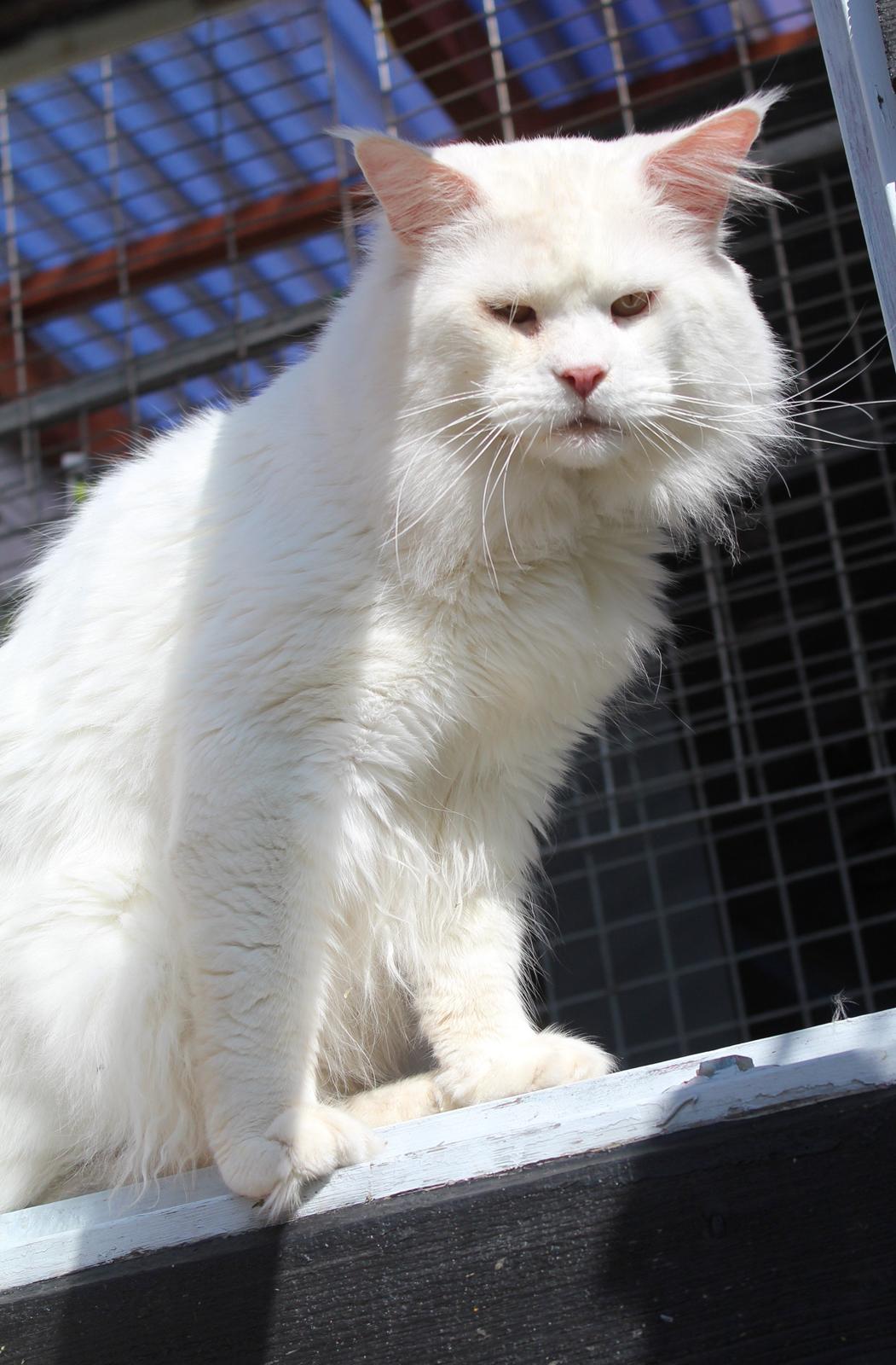 Maine Coon White Fang of Camusky Coon's billede 4