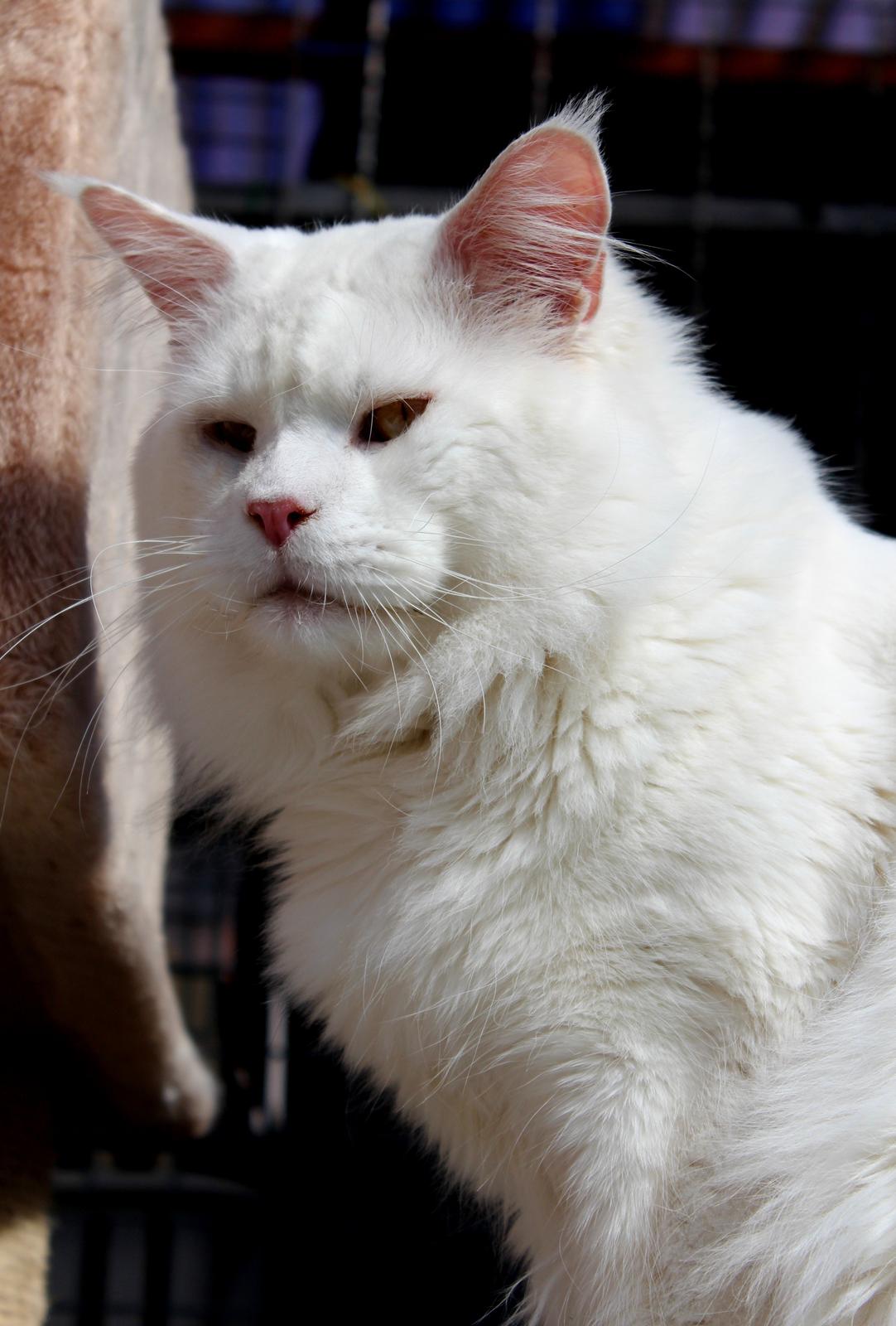 Maine Coon White Fang of Camusky Coon's billede 3