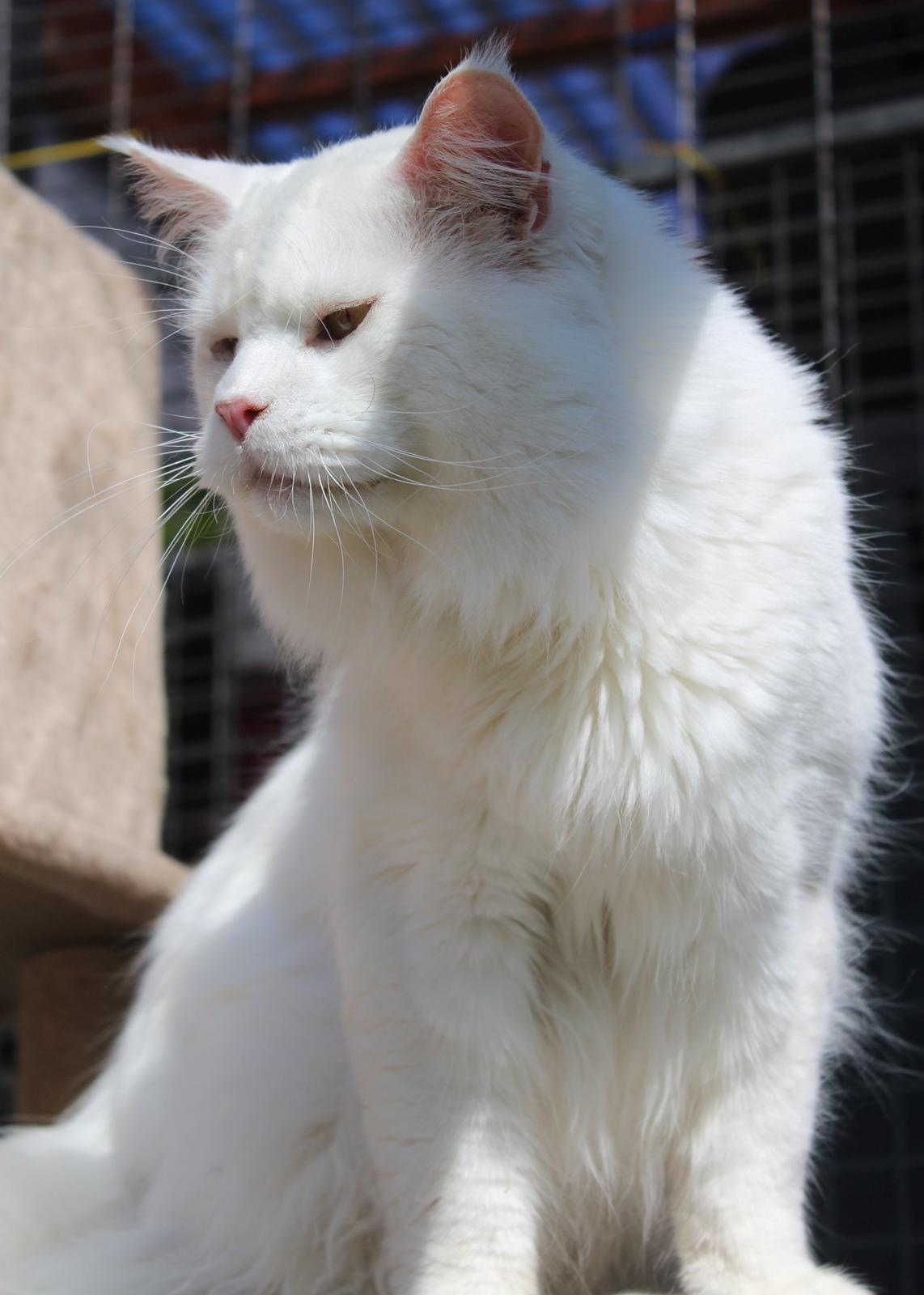 Maine Coon White Fang of Camusky Coon's billede 2