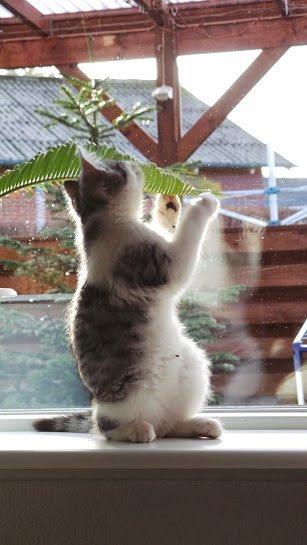 Blanding af racer Felix billede 29