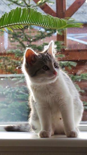 Blanding af racer Felix billede 28