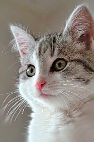 Blanding af racer Felix billede 40