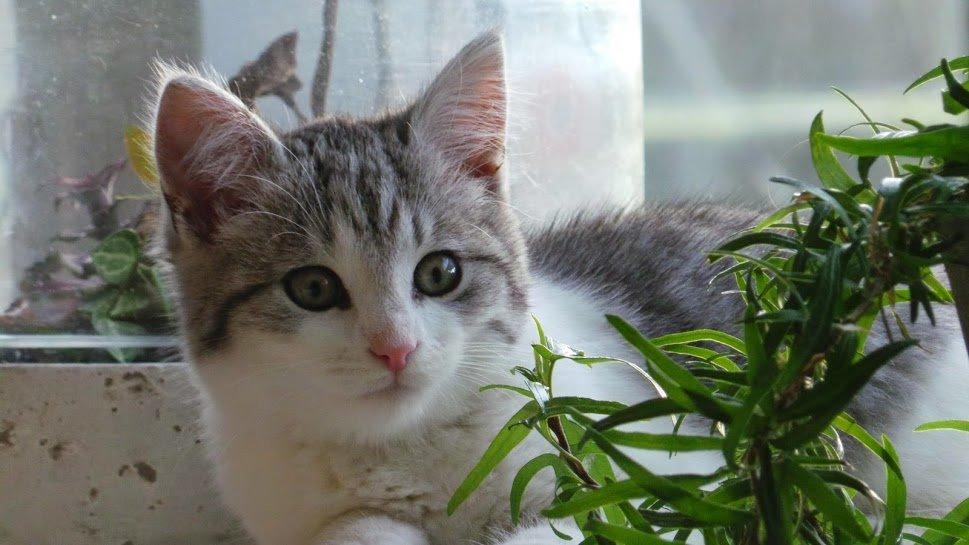 Blanding af racer Felix billede 30