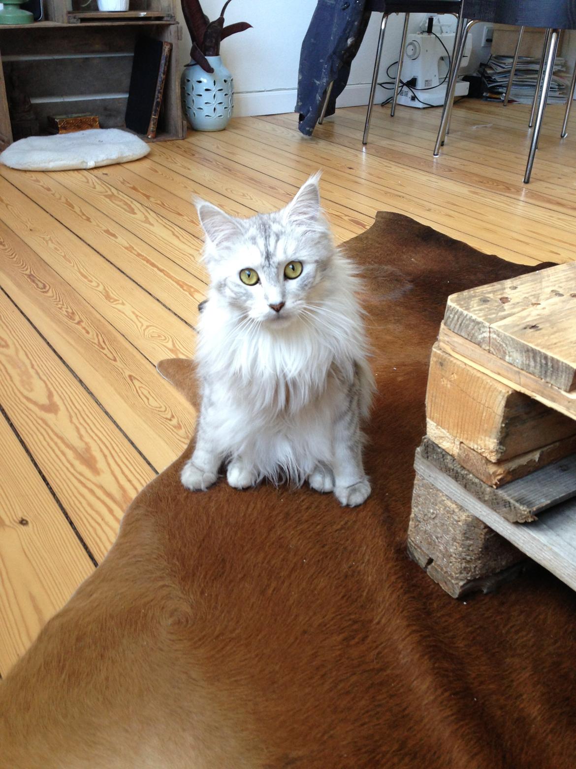 Maine Coon Sille billede 6