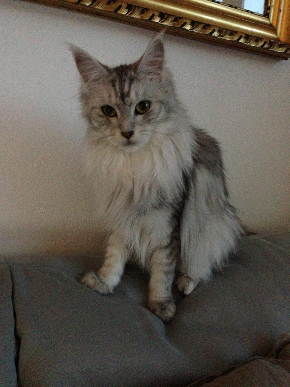 Maine Coon Sille billede 7