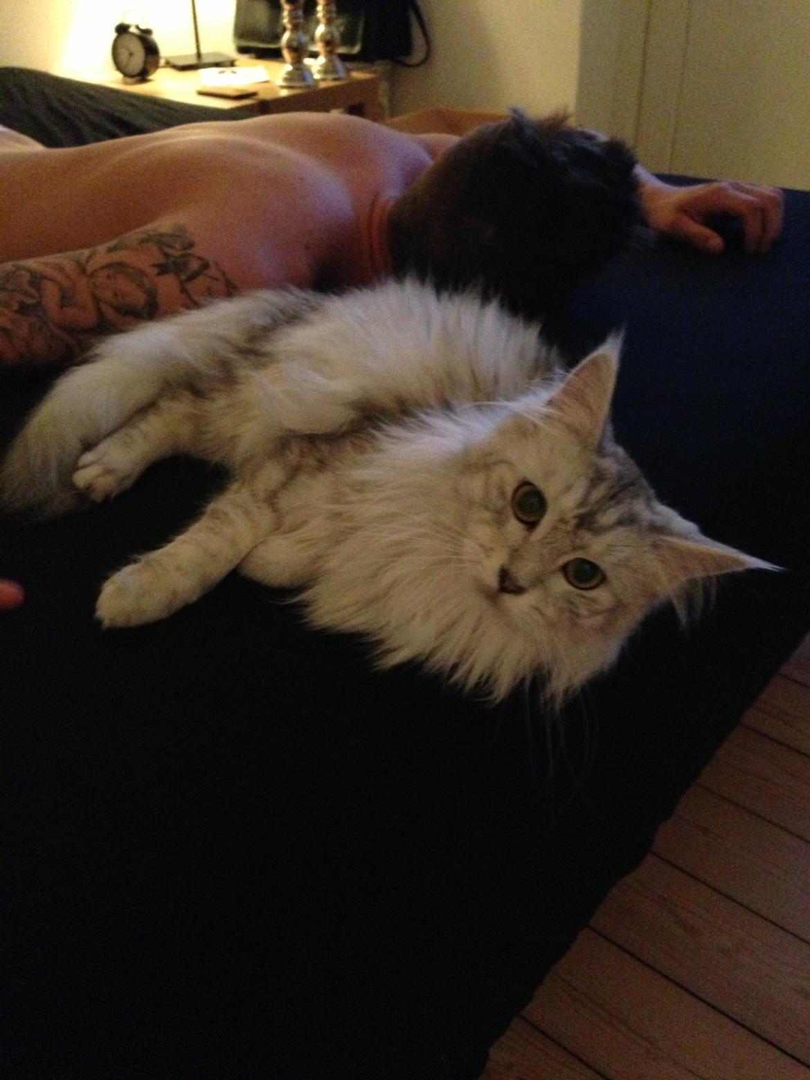 Maine Coon Sille billede 8